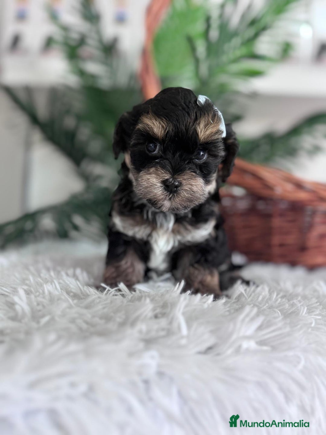 Raza Mixta perros en venta: YORKIPOO - Anuncio 4