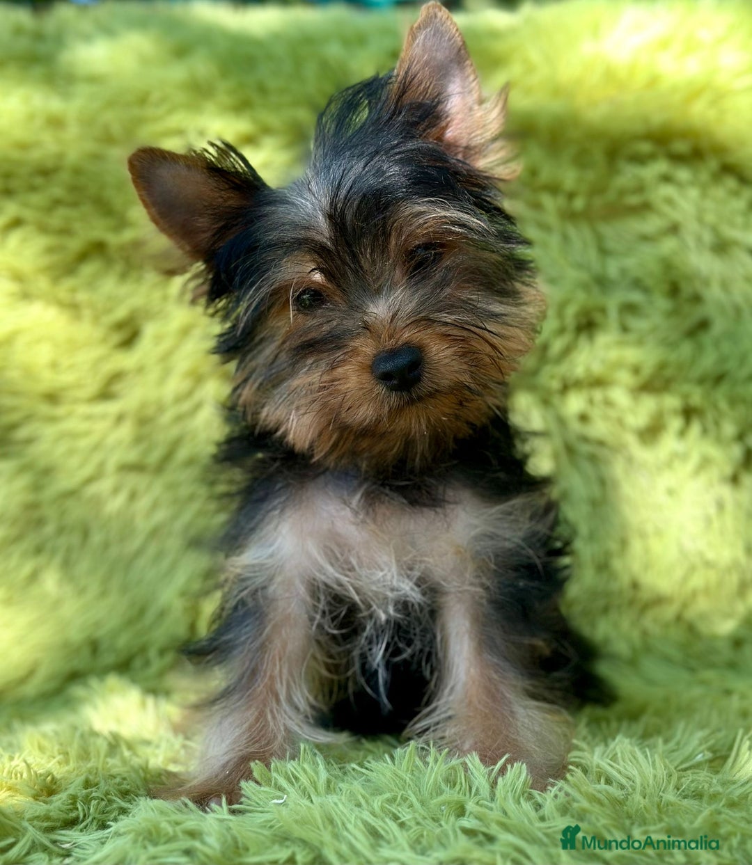 Yorkshire Terrier perros en venta: Yorki mini  - Imagen 4