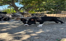 Border Collie perros en venta: Camada de Border collie - Imagen 2