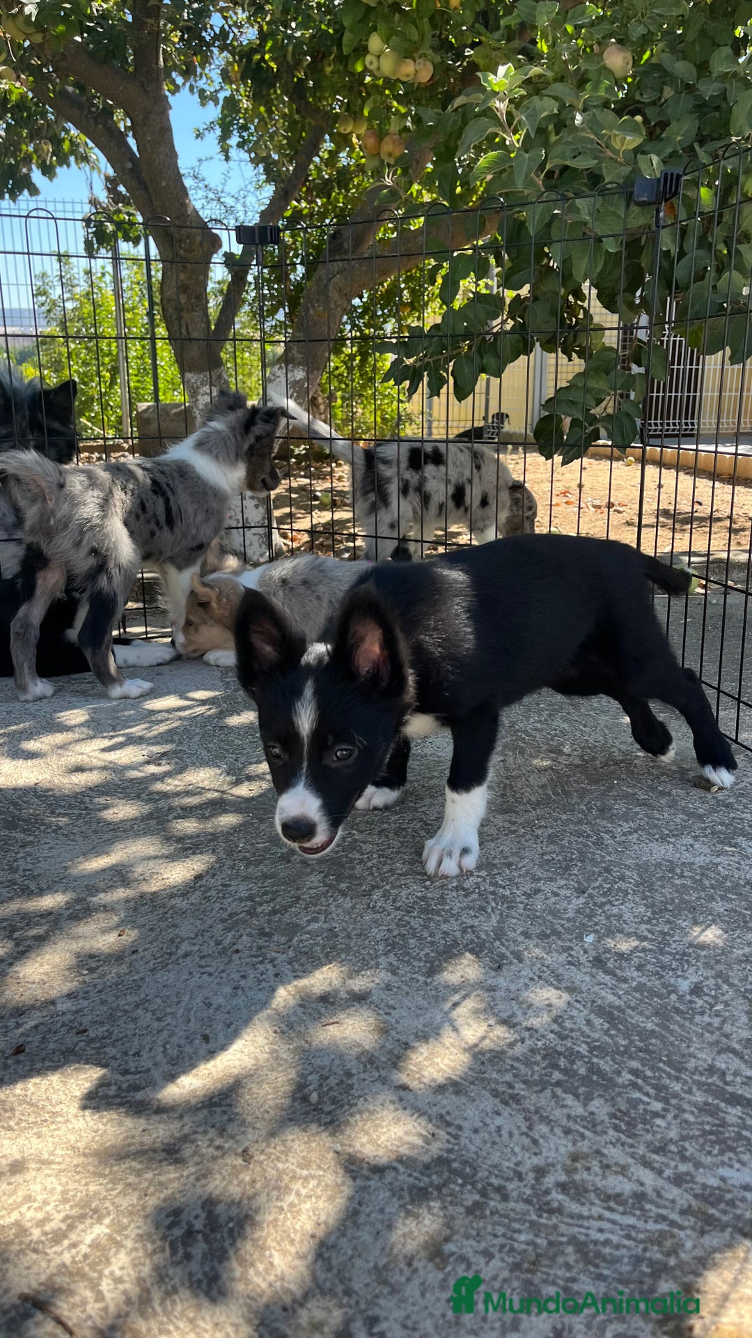 Border Collie perros en venta: Camada de Border collie - Imagen 2