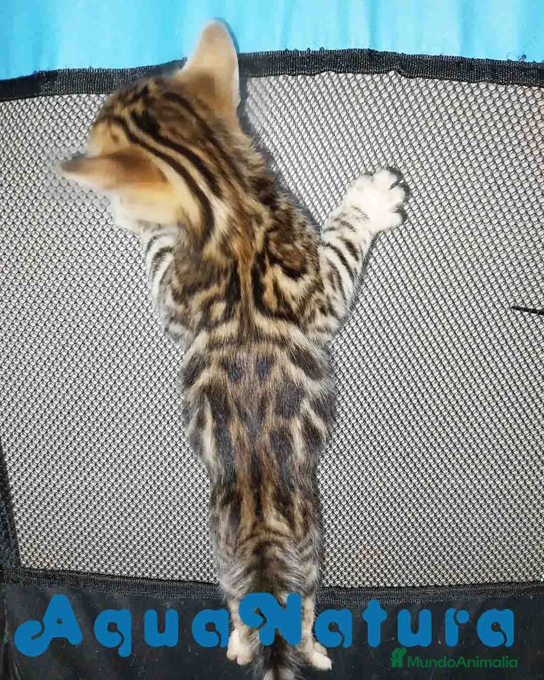 Bengalí gatos en venta: Camada gatitos Bengali - AQUANATURA en Barcelona - Anuncio 8