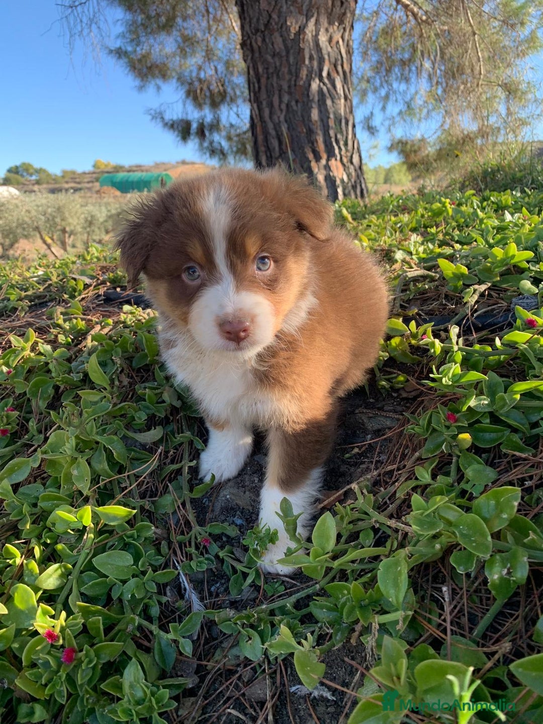 Pastor Australiano perros en venta: Cachorro PASTOR AUSTRALIANO  - Anuncio 2