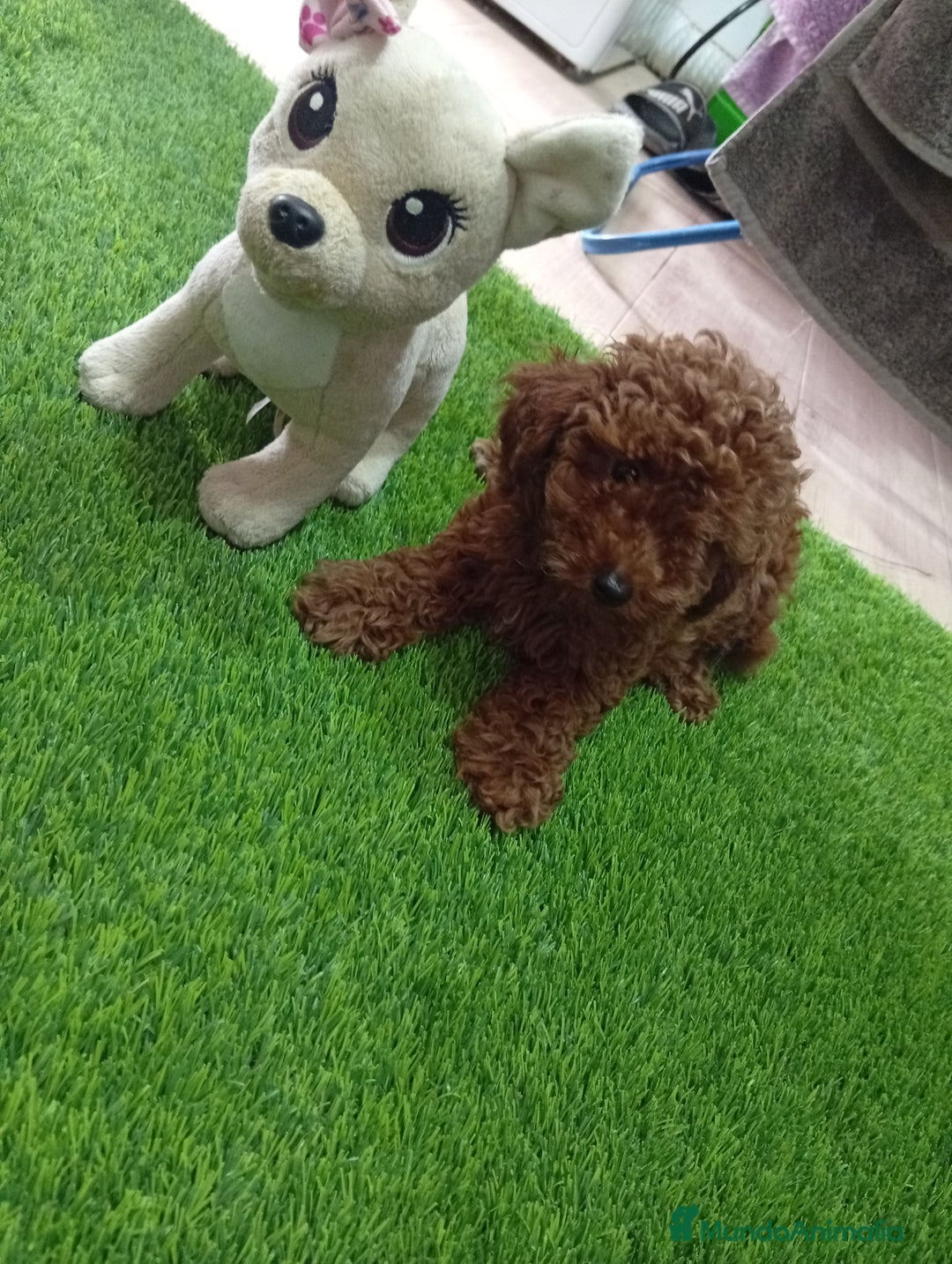 Maltipoo perros en venta: Precioso maltipoo 90% caniche - Imagen 3