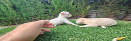Chihuahua perros en venta: Chihuahuas militoy - Anuncio 4
