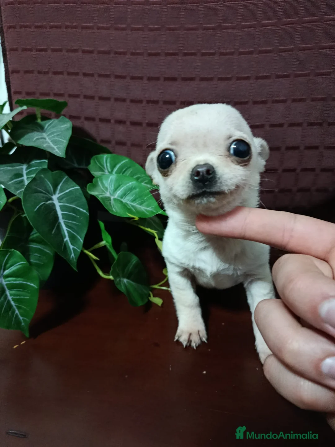 Chihuahua perros en venta: Chihuahuas machos muy lindos y muy toy - Anuncio 4