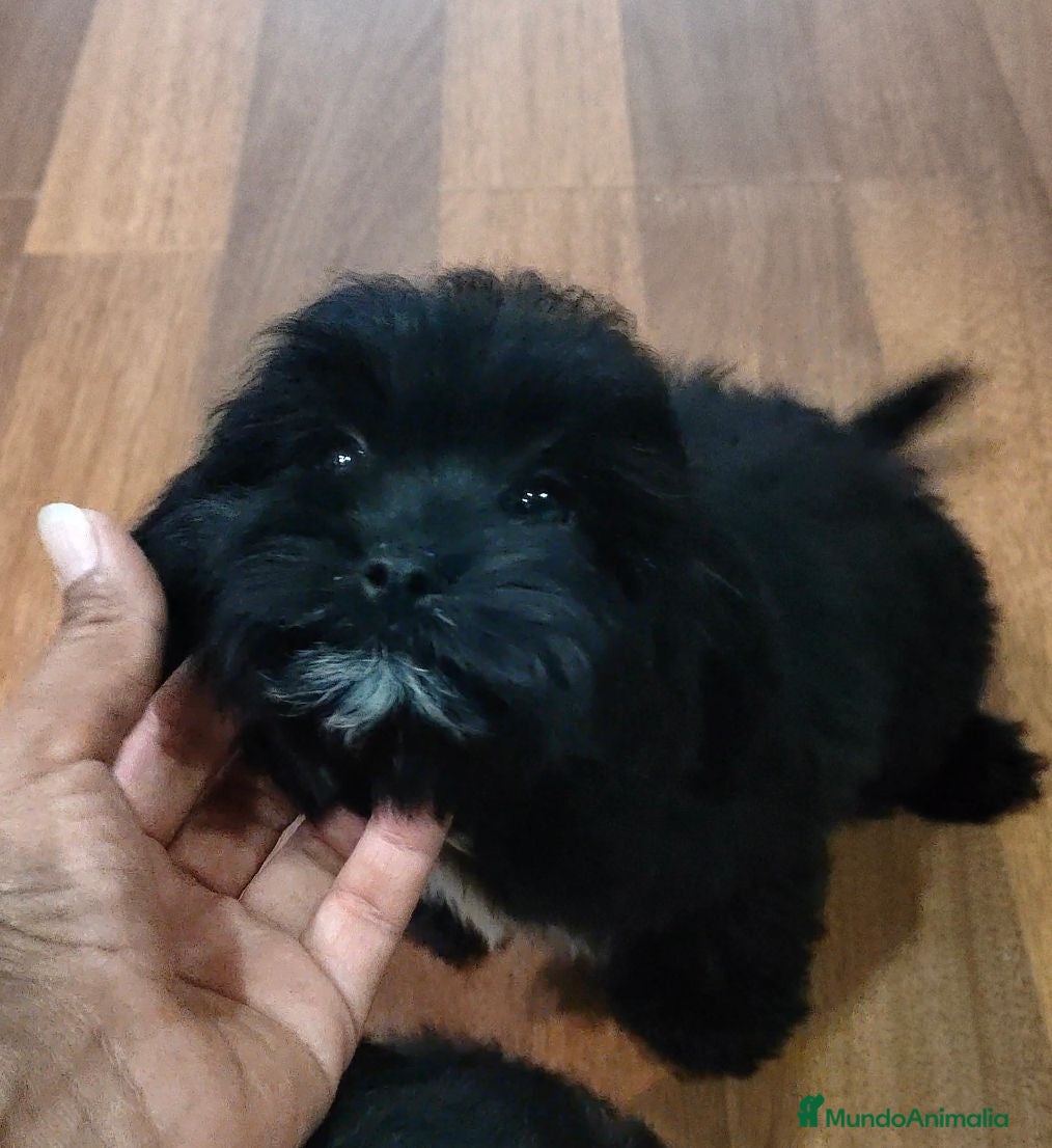 Cavapoo perros Cavapoo Toy - Anuncio 4