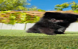 Pomerania perros en venta: POMERANIA HEMBRA - Imagen 4