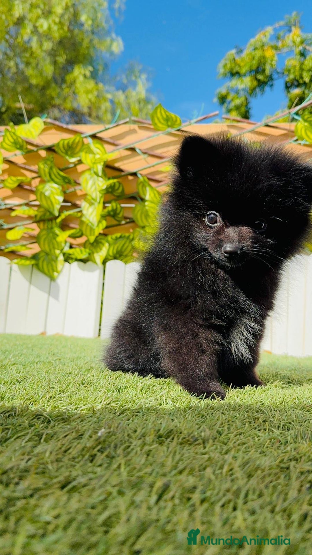 Pomerania perros en venta: POMERANIA HEMBRA - Imagen 4