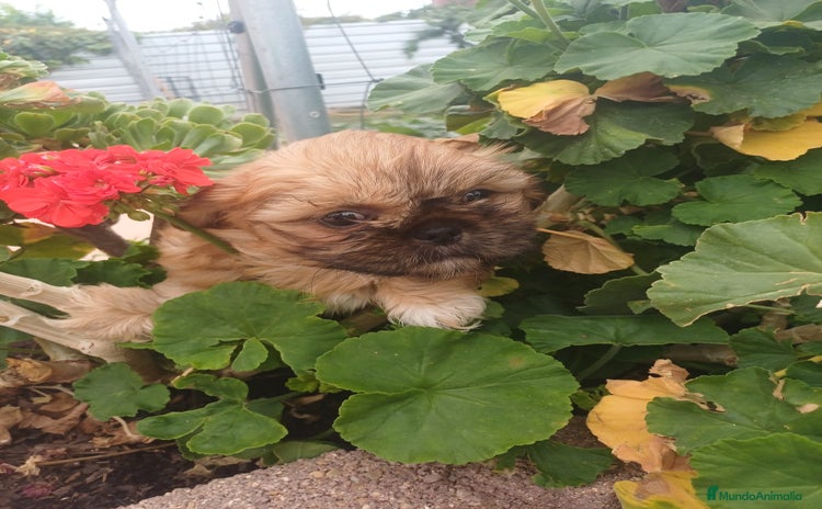 Shih Tzu perros - Anuncio 1