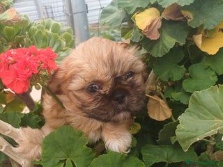 Shih Tzu perros - Anuncio 2