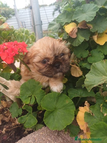Shih Tzu perros - Anuncio 2
