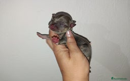 Chihuahua perros en venta: Chihuahua toy - Imagen 1