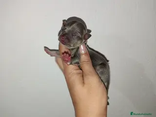 Chihuahua perros Chihuahua toy - Anuncio 5