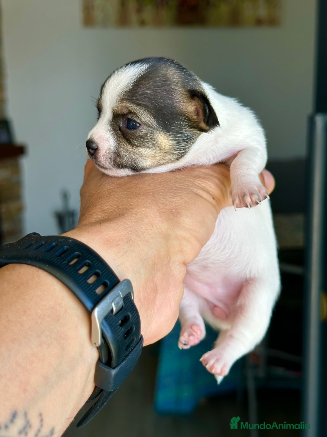 Chihuahua perros en venta: Chihuahuas mis nuevos pequeños - Imagen 16