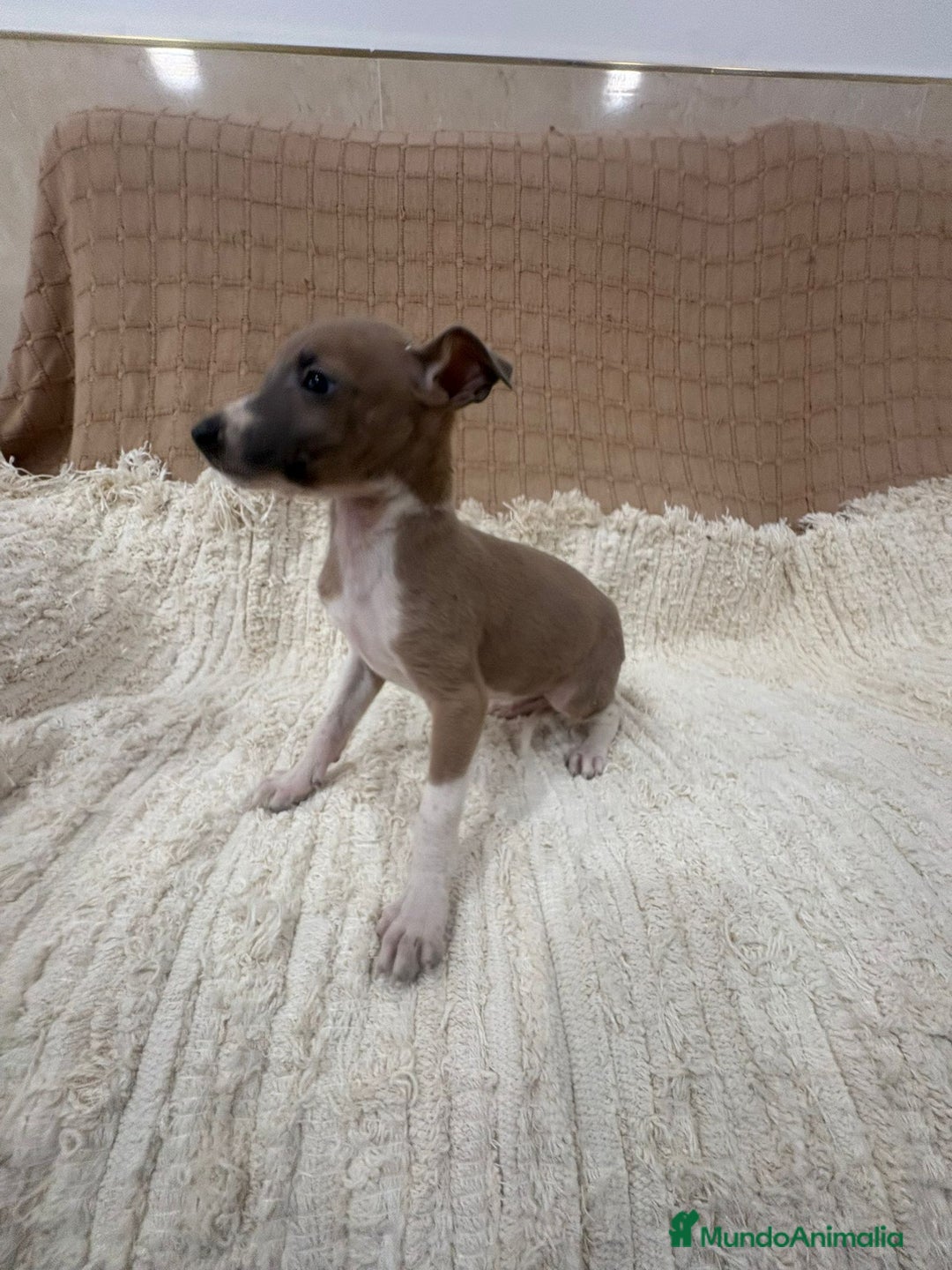 Whippet perros en venta: Whippet blue verdino - Anuncio 11