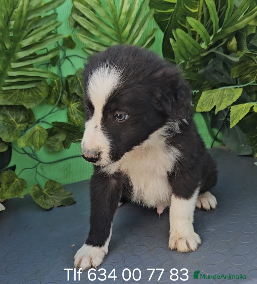 Border Collie perros Excelente cachorro border collie  - Anuncio 2
