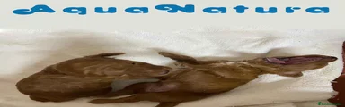 Caniche Enano 