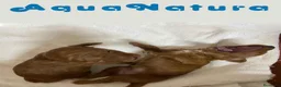 Caniche Enano perros en venta: Camada Caniche de Bella y Can - Anuncio 1