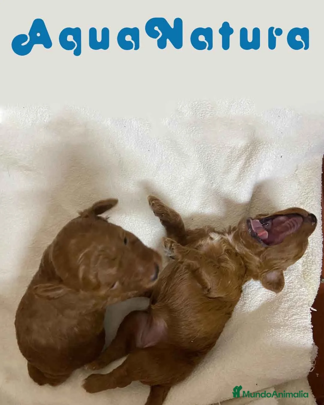 Caniche Enano perros en venta: Camada Caniche de Bella y Can - Anuncio 1