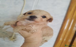 Maltipoo perros en venta: Maltipoo mini calidad y selección  - Imagen 6
