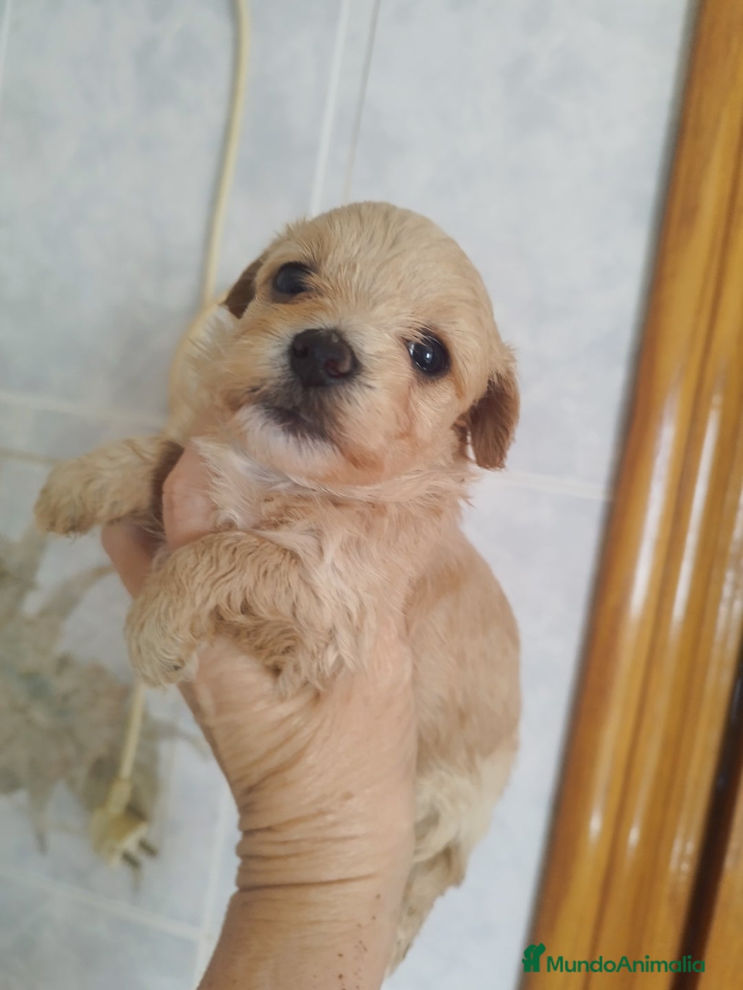Maltipoo perros en venta: Maltipoo mini calidad y selección  - Imagen 6