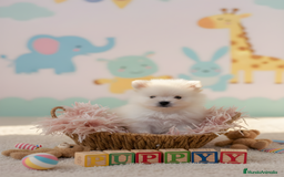 Pomerania perros en venta: Pomerania top del Valle  - Imagen 1