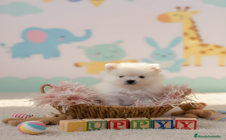 Pomerania perros - Anuncio 2