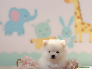 Pomerania perros - Anuncio 4