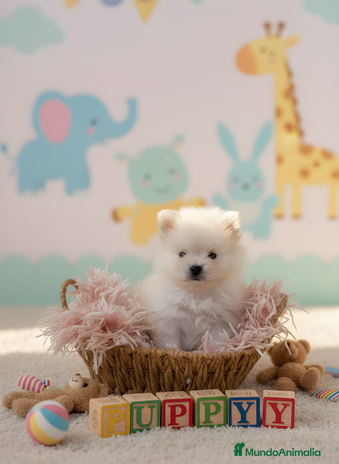 Pomerania perros - Anuncio 15