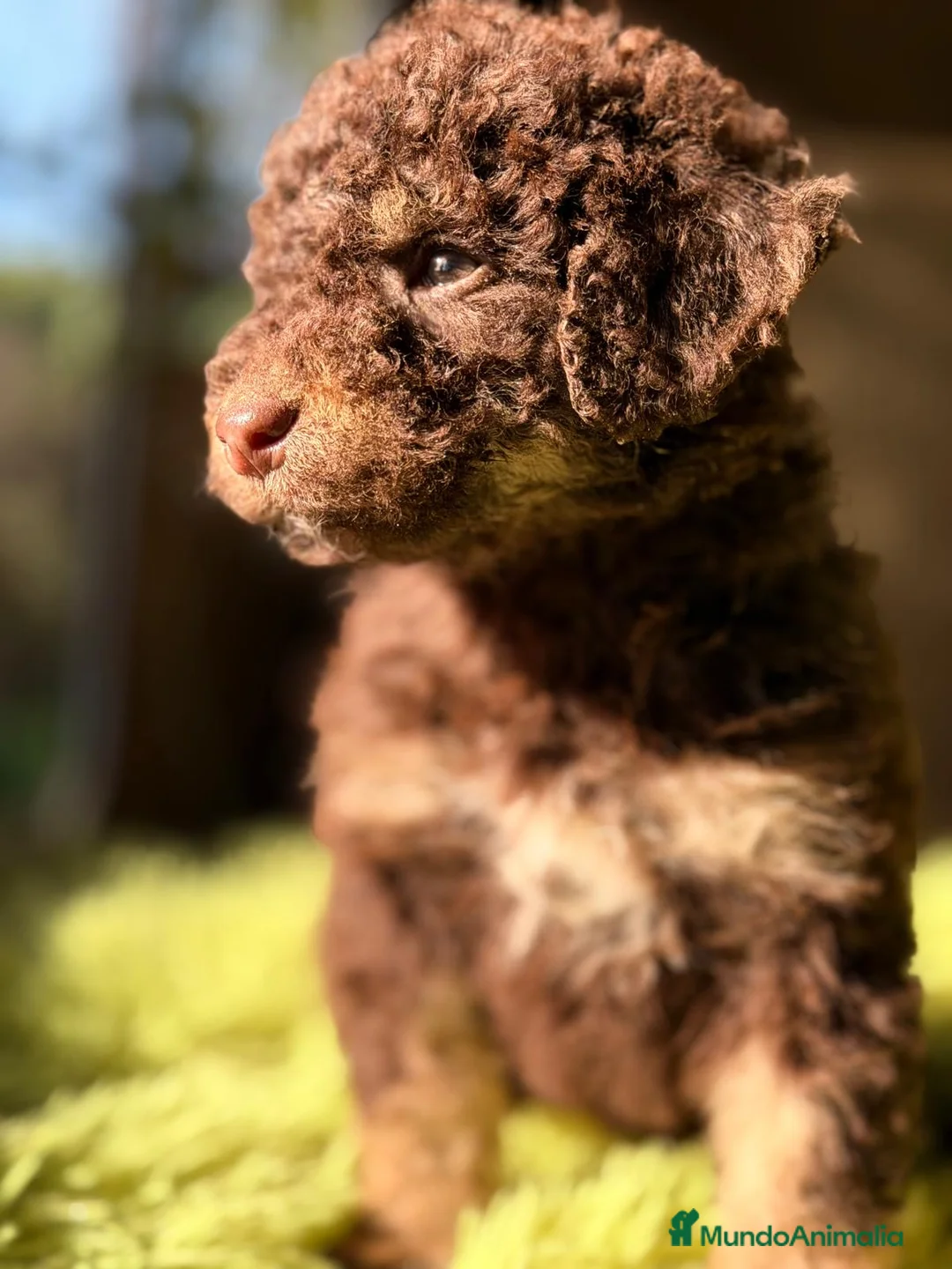 Perro de Agua Español perros en venta: PERRO DE AGUA ESPAÑOL - Anuncio 2