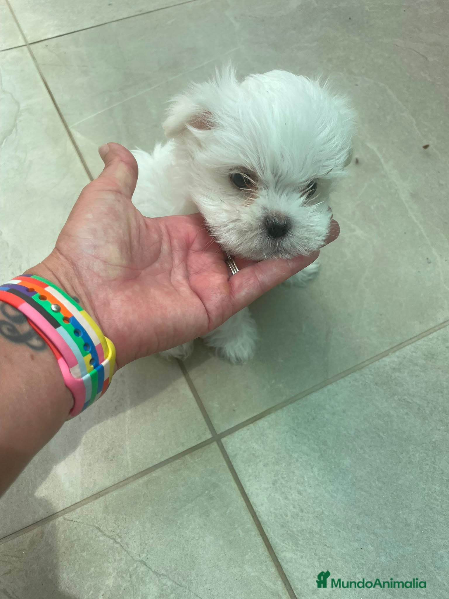 Bichón Maltés perros Bichon maltés  - Anuncio 13