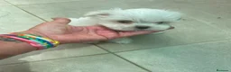 Bichón Maltés perros en venta: Bichon maltés  - Anuncio 1