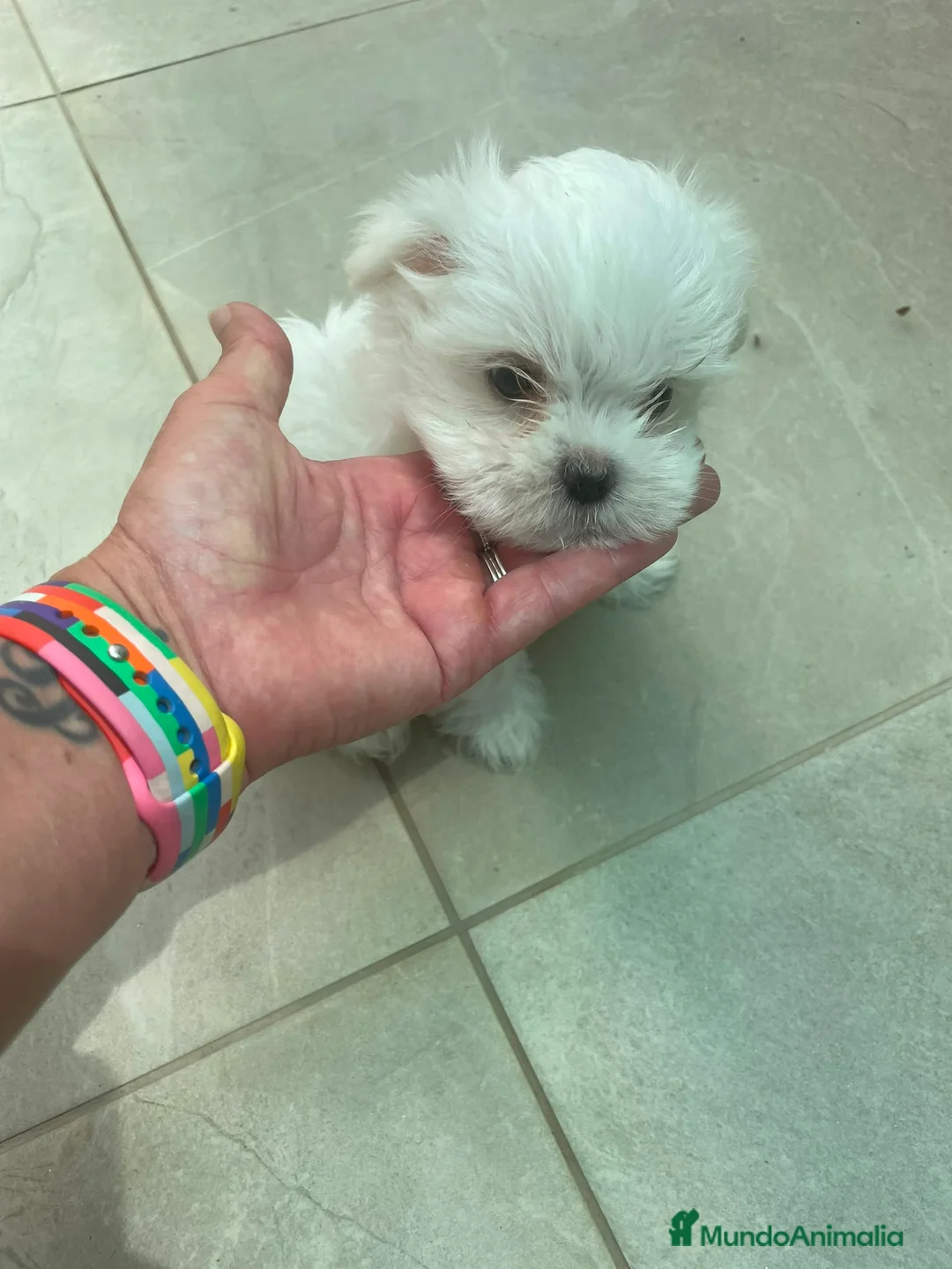 Bichón Maltés perros en venta: Bichon maltés  - Anuncio 1