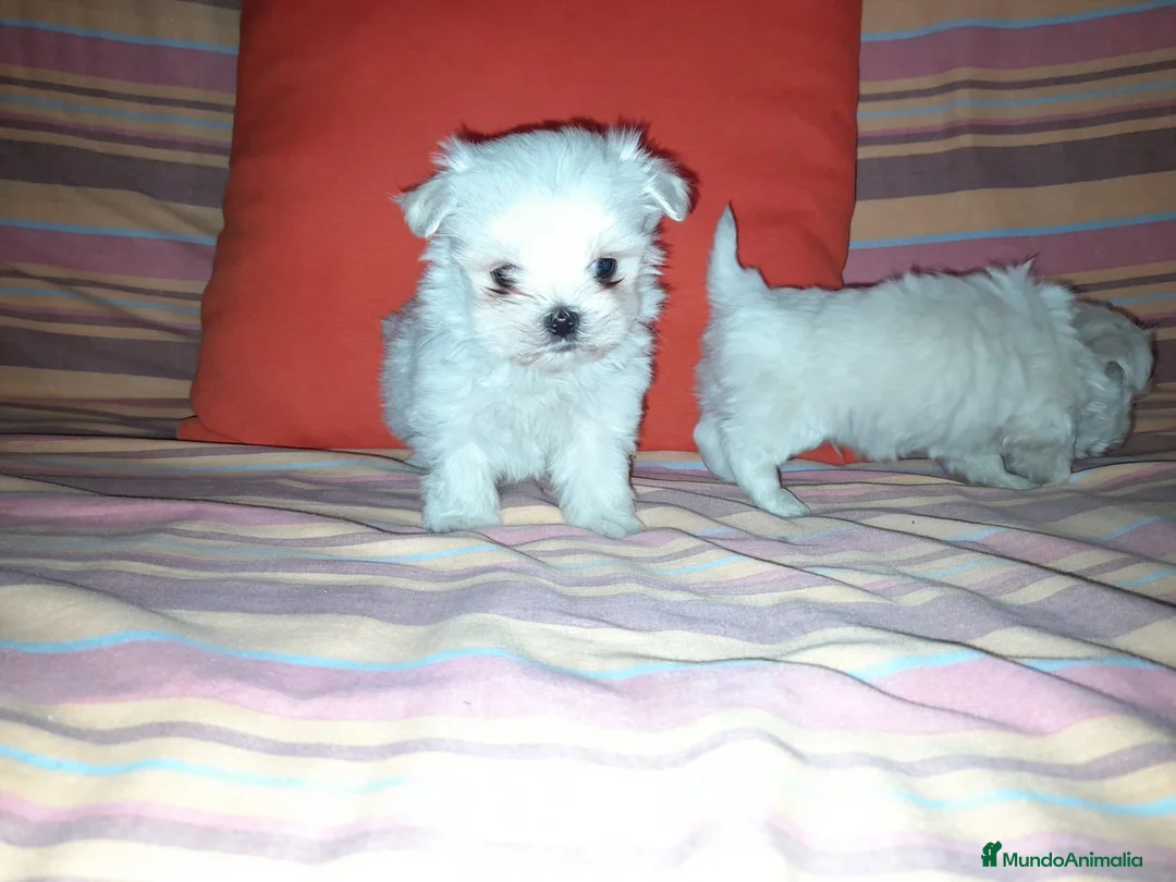 Bichón Maltés perros en venta: Bichón maltés línea coreana - Anuncio 1