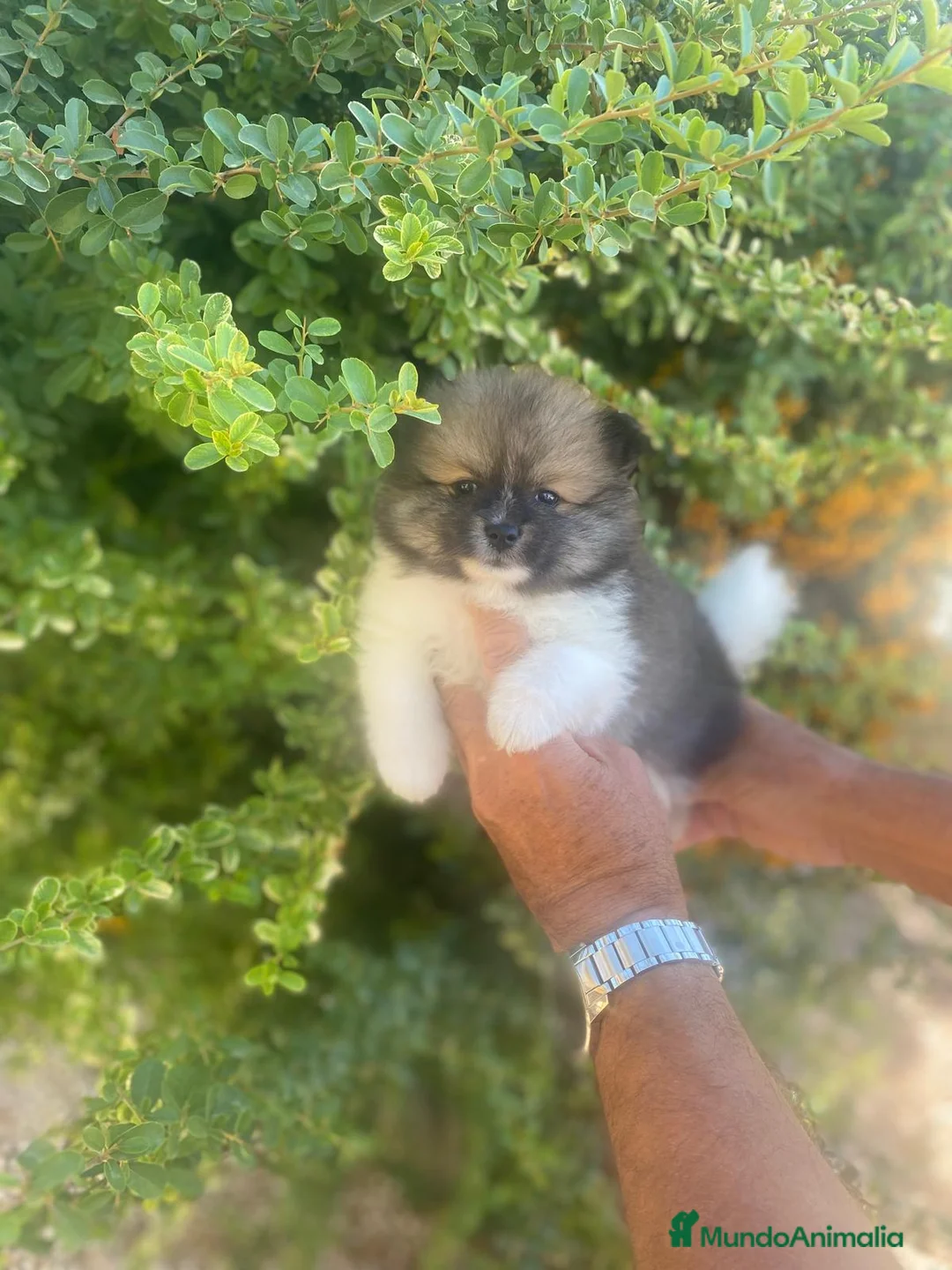 Pomerania perros en venta: Perro Pomerania, cachorritos nacionales  - Anuncio 6