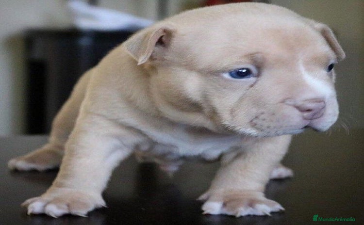 American Staffordshire-Terrier perros - Anuncio 2