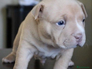 American Staffordshire-Terrier perros - Anuncio 19
