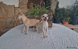 Chihuahua perros en venta: Chihuahua crema/blanco  - Imagen 2