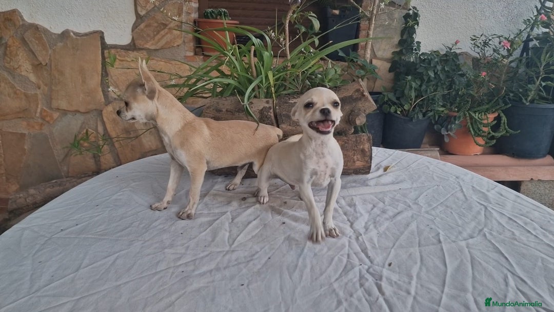Chihuahua perros en venta: Chihuahua crema/blanco  - Imagen 2