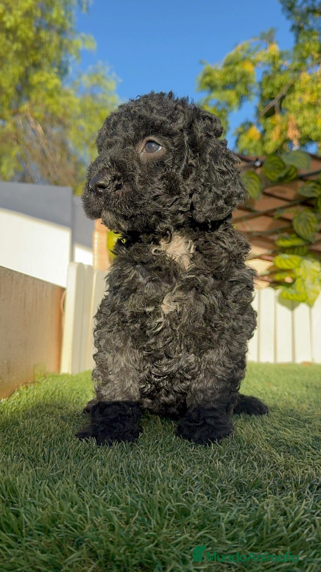 Perro de Agua Español perros en venta: PERRO DE AGUA ESPAÑOL - Imagen 2