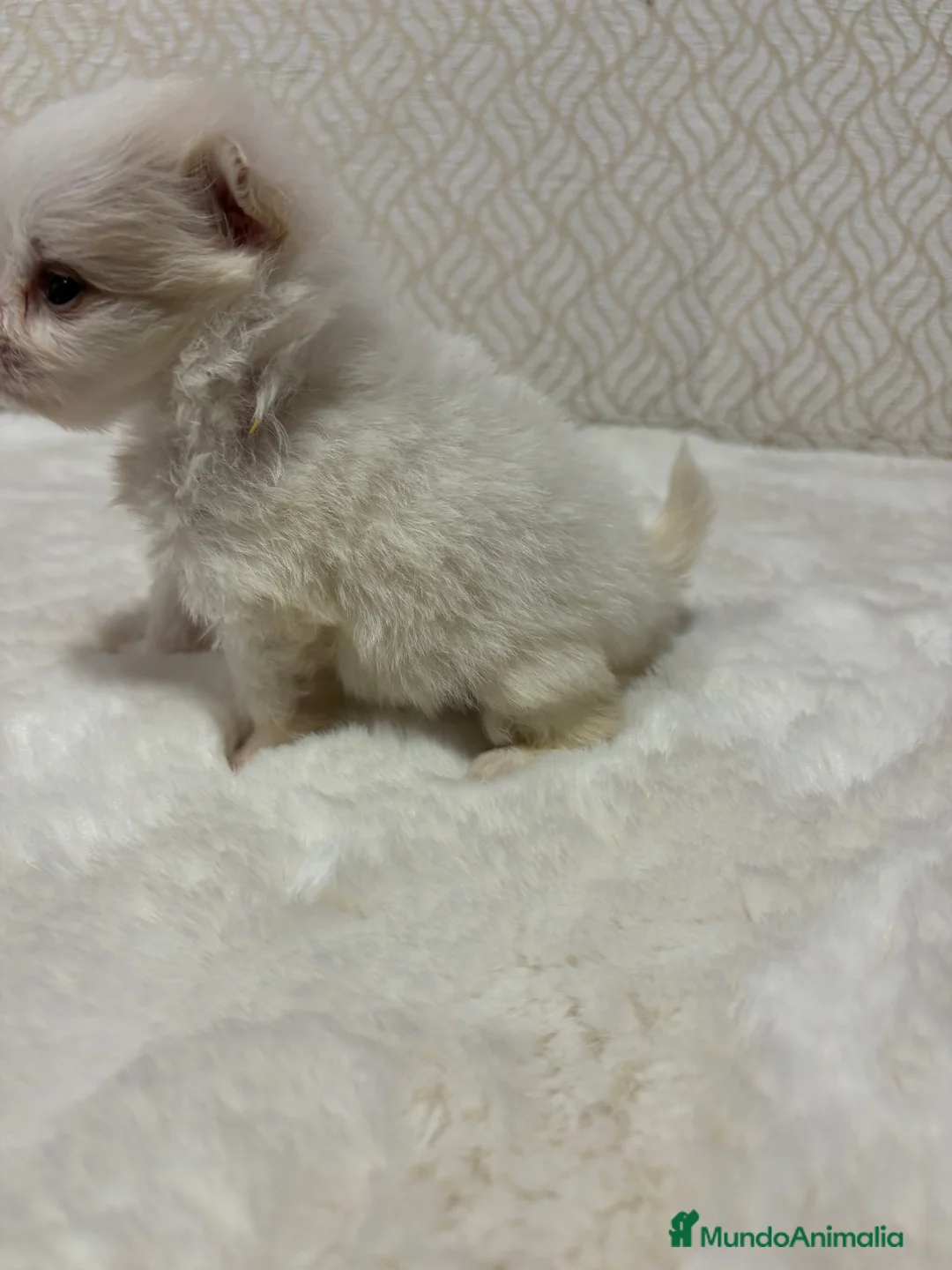 Pomerania perros en venta: Lulu Pomerania Toy hembra naranja blanca  - Anuncio 7