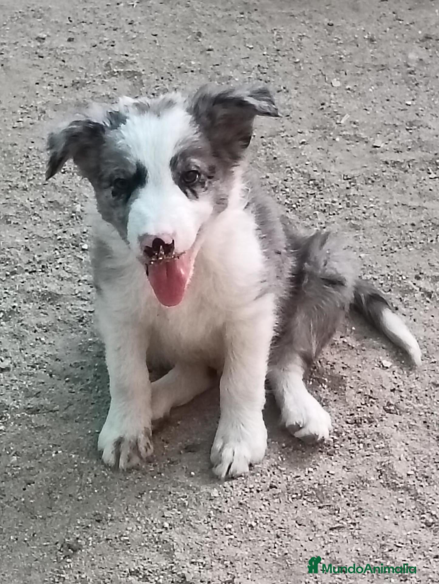 Border Collie perros Border collie  - Anuncio 1