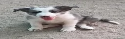 Border Collie perros en venta: Border collie  - Anuncio 1