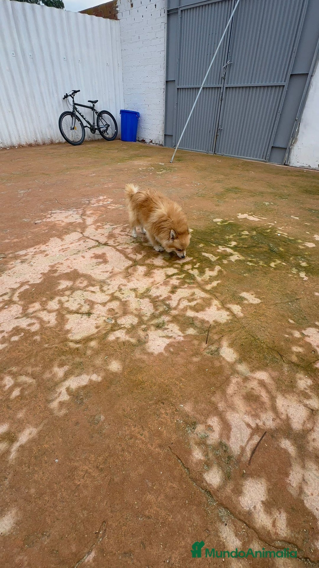 Pomerania perros en venta: Último pomerania  - Anuncio 8