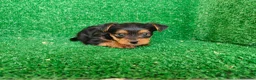 Yorkshire Terrier perros en venta: Yorkshire terrier - Anuncio 2