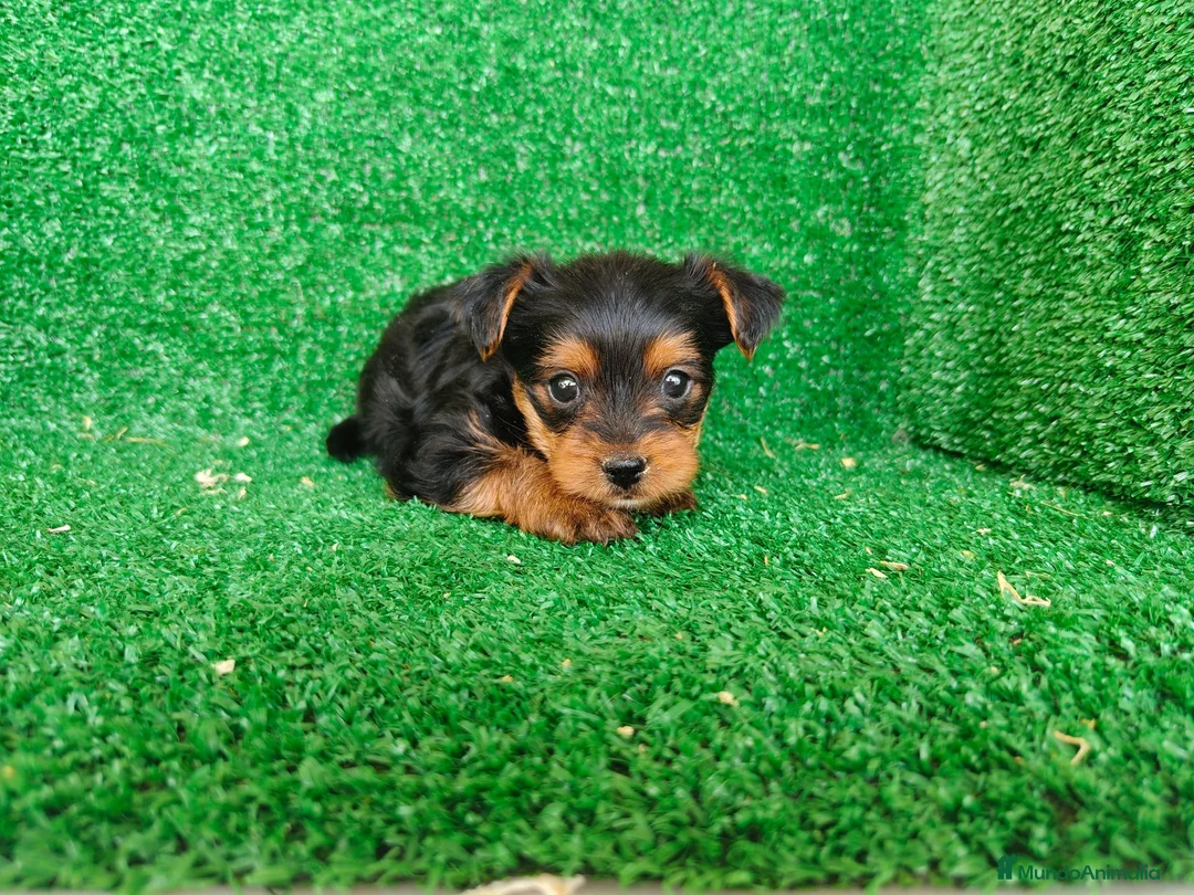 Yorkshire Terrier perros en venta: Yorkshire terrier - Anuncio 2