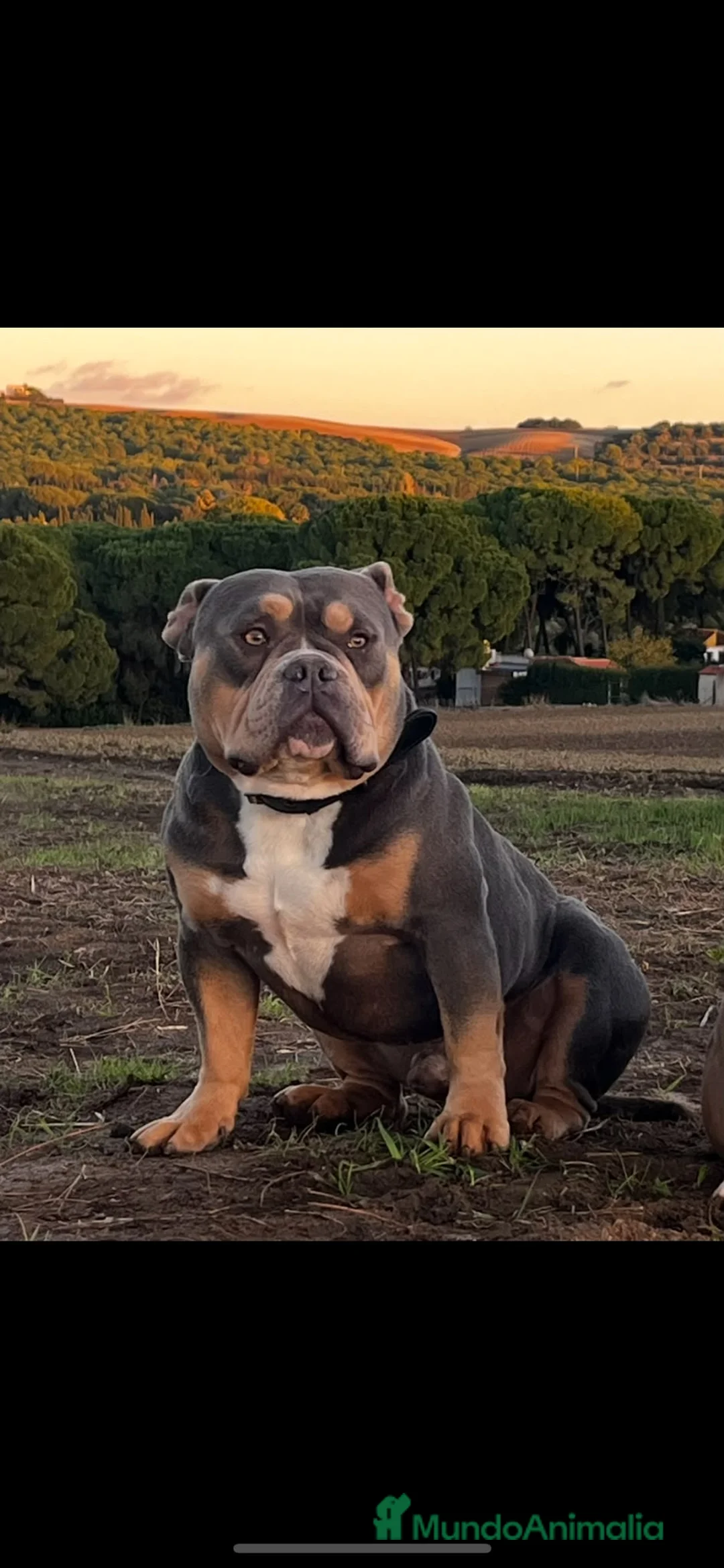 American Bully perros en venta: Cachorros american bully pocket merle - Anuncio 3