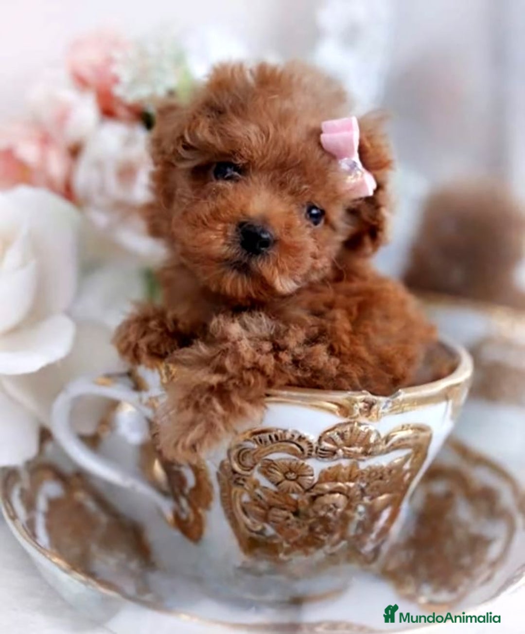Caniche Toy perros en venta: Pequeños caniche tacita de té ☕️  - Imagen 4