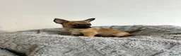 Chihuahua perros en venta: Chihuahua mini - Anuncio 2