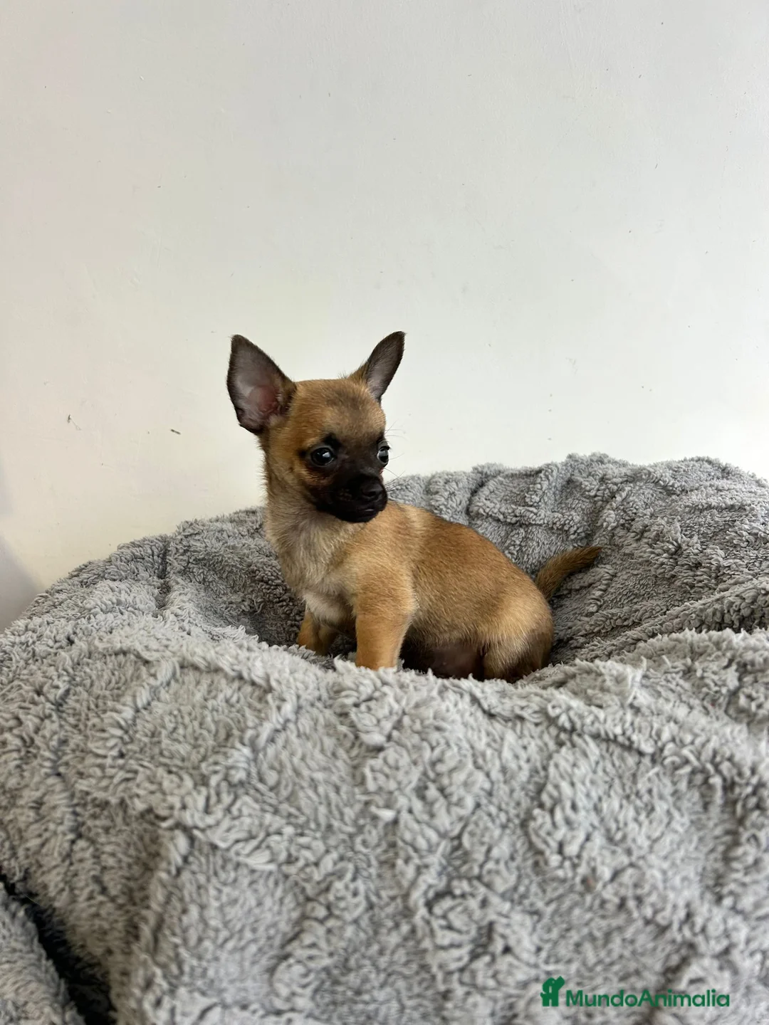Chihuahua perros en venta: Chihuahua mini - Anuncio 2